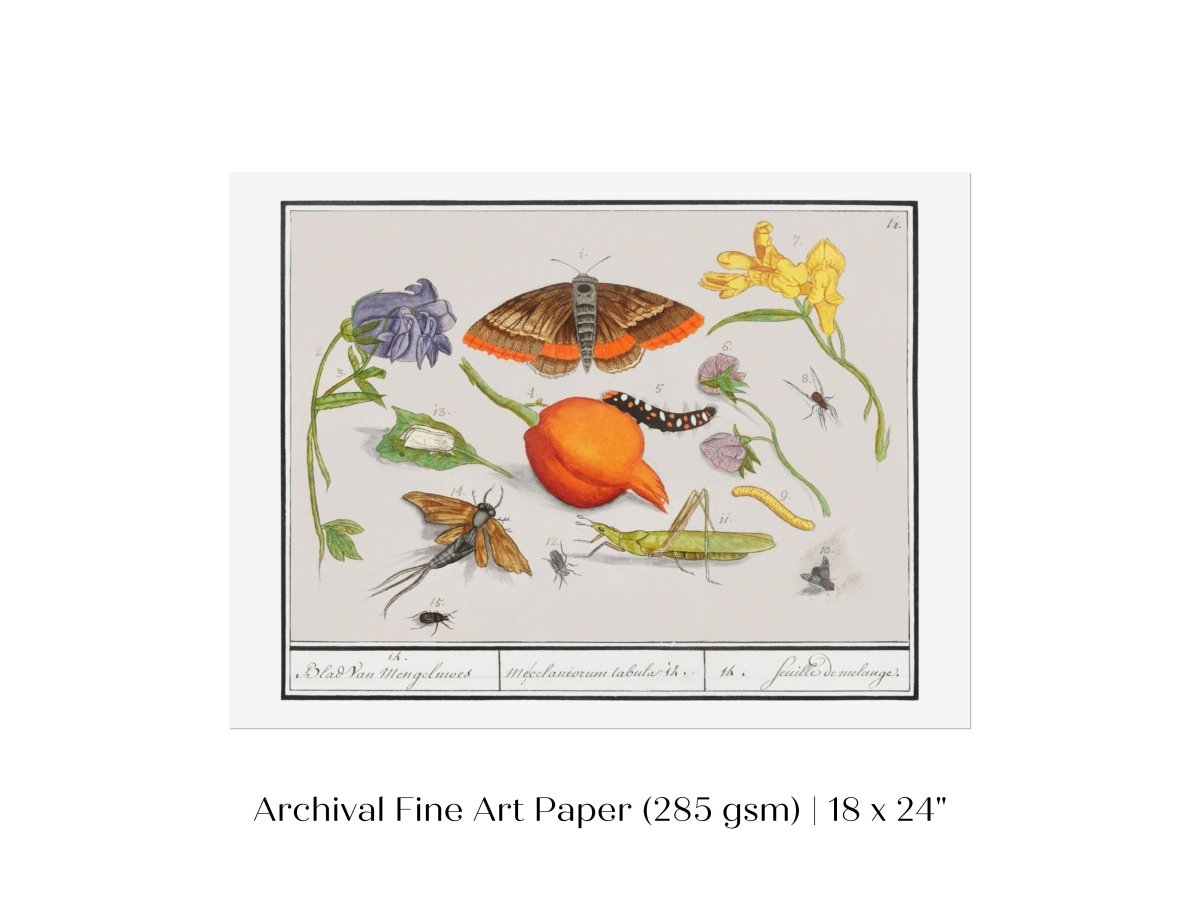 Natural History Ensemble | P362 - Single Art Prints - Piccolo Fiore Prints