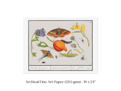 Natural History Ensemble | P362 - Single Art Prints - Piccolo Fiore Prints
