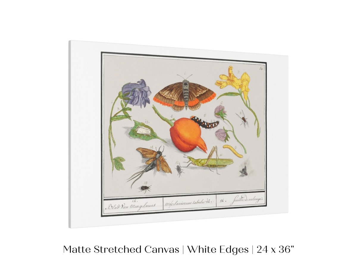 Natural History Ensemble | P362 - Single Art Prints - Piccolo Fiore Prints