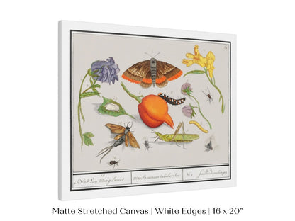 Natural History Ensemble | P362 - Single Art Prints - Piccolo Fiore Prints