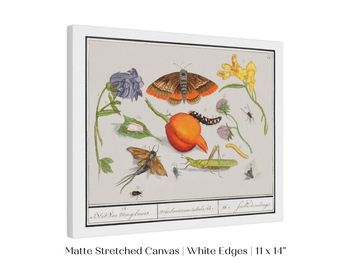 Natural History Ensemble | P362 - Single Art Prints - Piccolo Fiore Prints