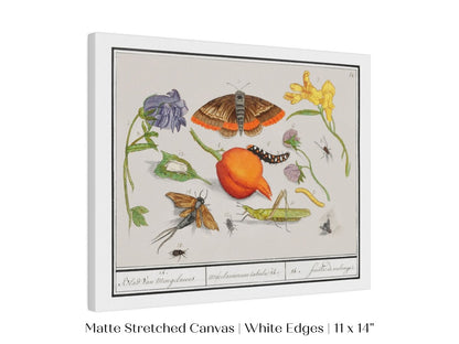 Natural History Ensemble | P362 - Single Art Prints - Piccolo Fiore Prints