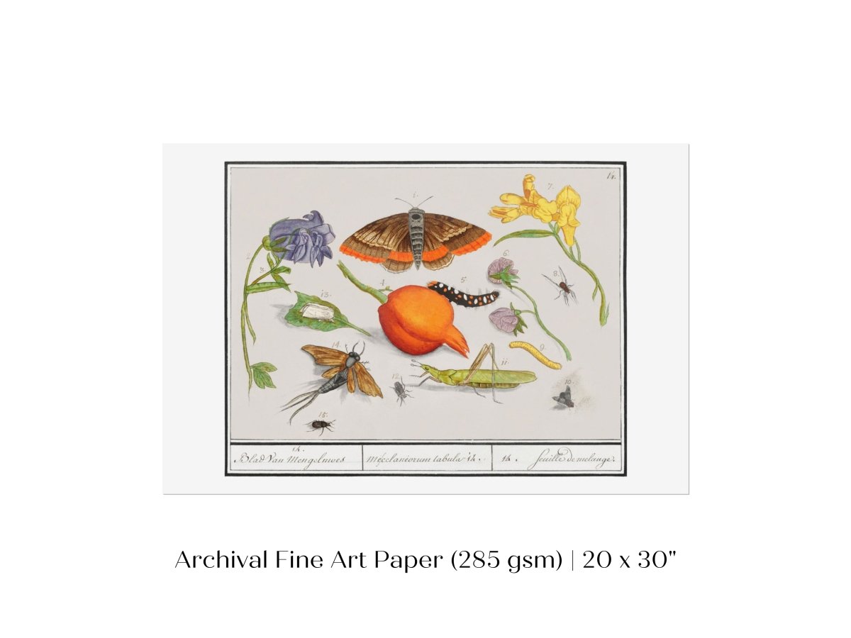 Natural History Ensemble | P362 - Single Art Prints - Piccolo Fiore Prints