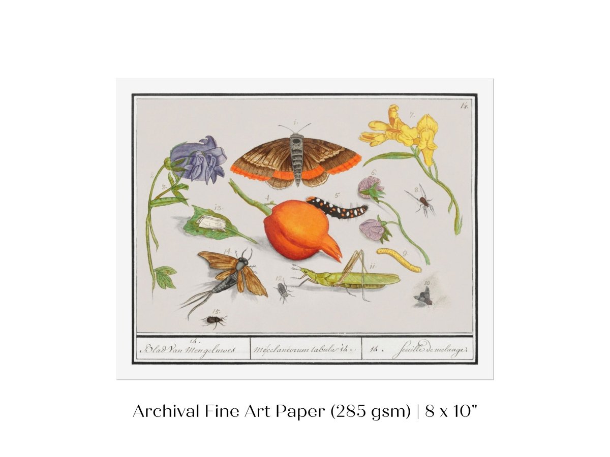Natural History Ensemble | P362 - Single Art Prints - Piccolo Fiore Prints