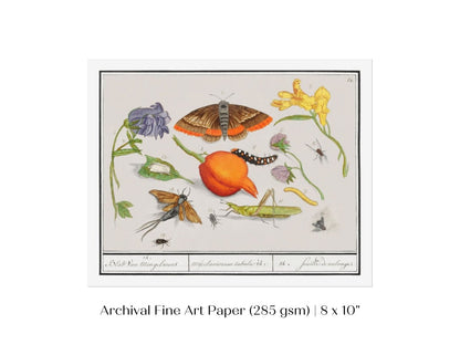Natural History Ensemble | P362 - Single Art Prints - Piccolo Fiore Prints