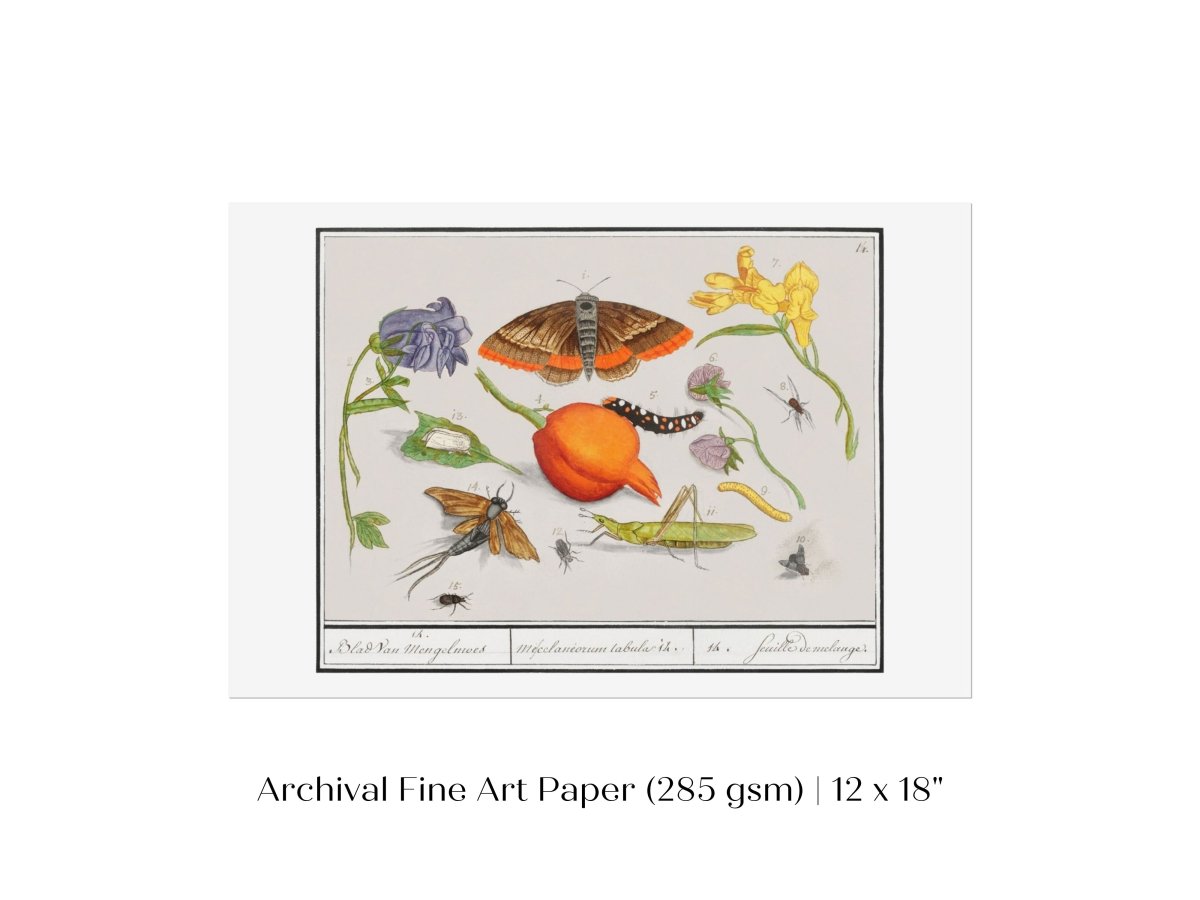 Natural History Ensemble | P362 - Single Art Prints - Piccolo Fiore Prints