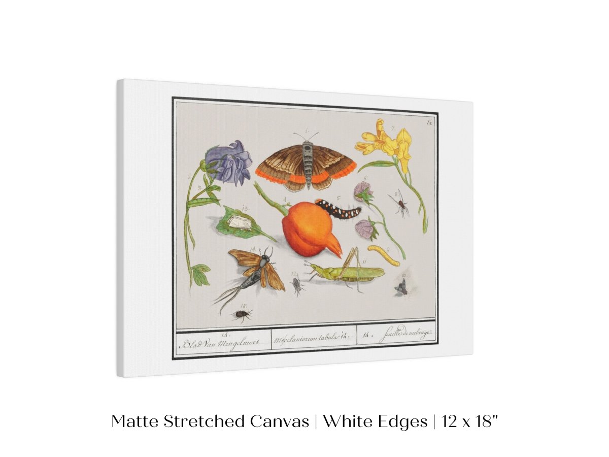 Natural History Ensemble | P362 - Single Art Prints - Piccolo Fiore Prints