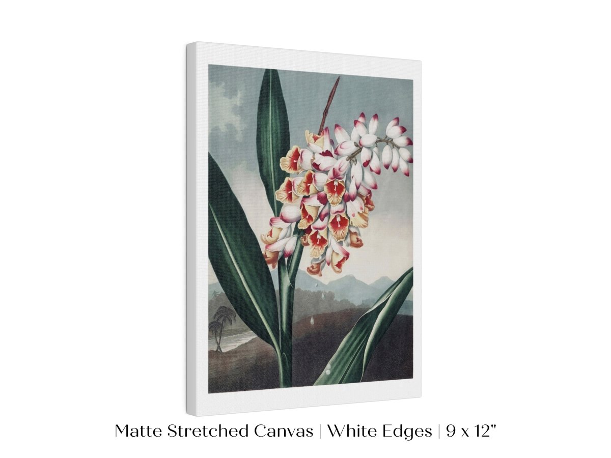 Nodding Renealmia | P391 - Single Art Prints - Piccolo Fiore Prints