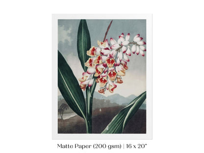 Nodding Renealmia | P391 - Single Art Prints - Piccolo Fiore Prints