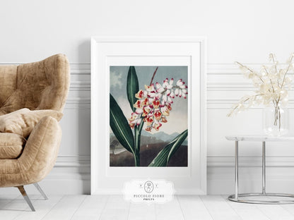 Nodding Renealmia | P391 - Single Art Prints - Piccolo Fiore Prints