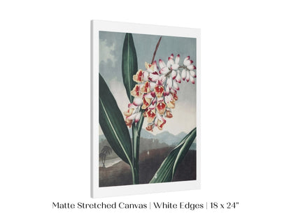 Nodding Renealmia | P391 - Single Art Prints - Piccolo Fiore Prints