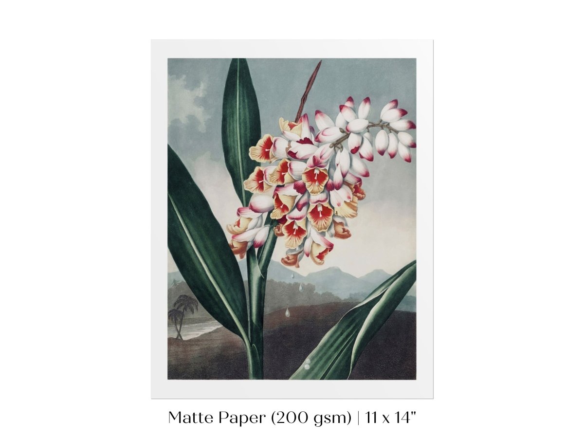 Nodding Renealmia | P391 - Single Art Prints - Piccolo Fiore Prints