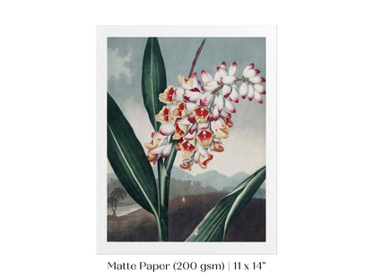 Nodding Renealmia | P391 - Single Art Prints - Piccolo Fiore Prints