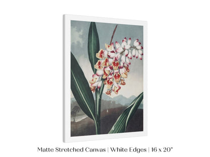 Nodding Renealmia | P391 - Single Art Prints - Piccolo Fiore Prints
