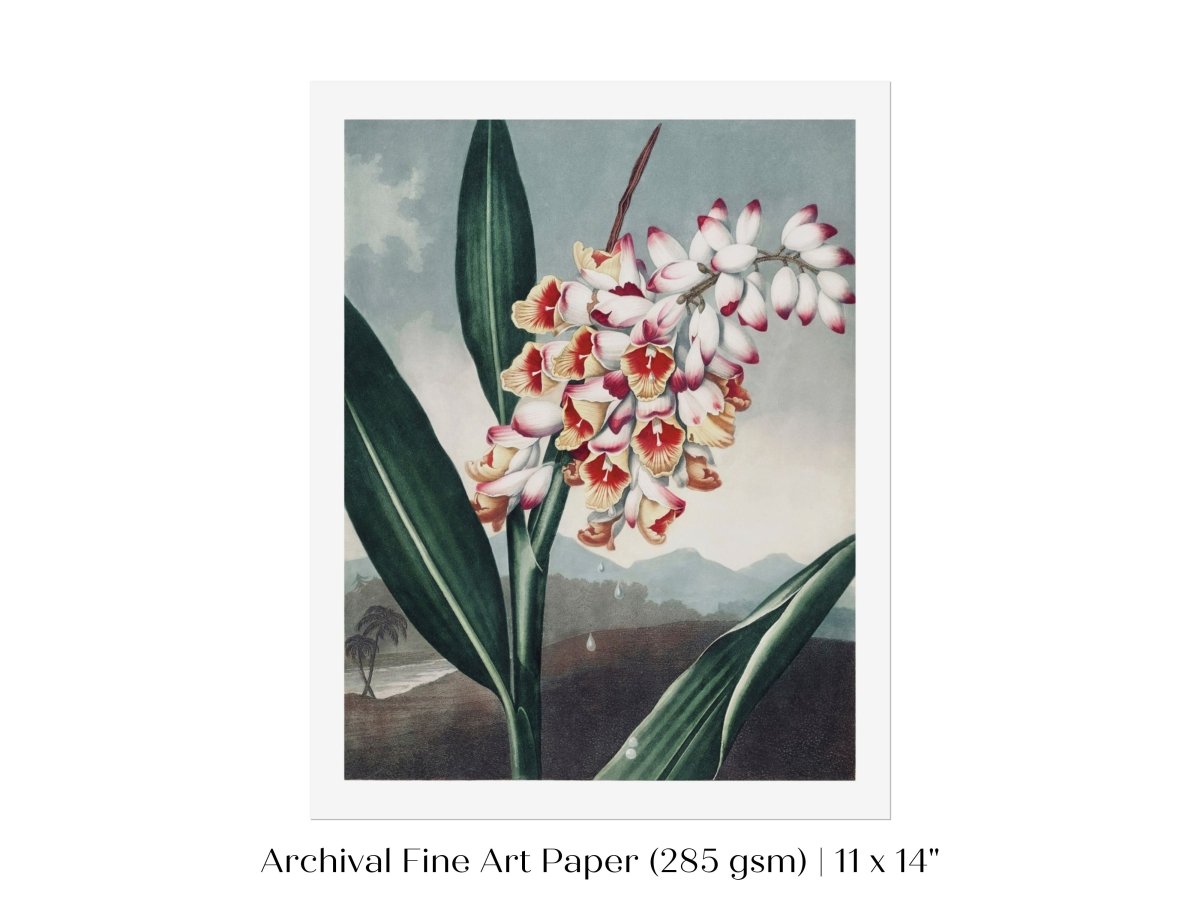 Nodding Renealmia | P391 - Single Art Prints - Piccolo Fiore Prints
