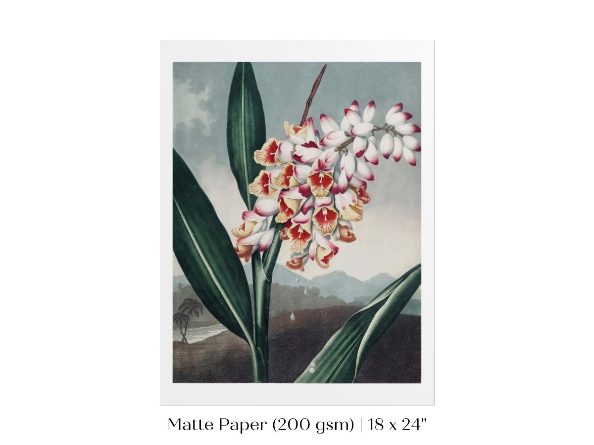 Nodding Renealmia | P391 - Single Art Prints - Piccolo Fiore Prints