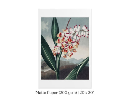Nodding Renealmia | P391 - Single Art Prints - Piccolo Fiore Prints