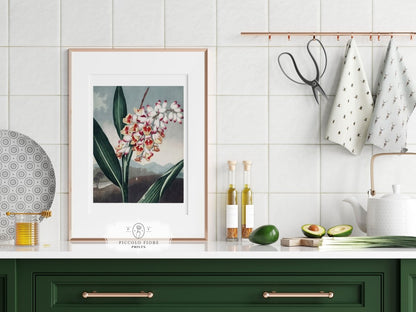 Nodding Renealmia | P391 - Single Art Prints - Piccolo Fiore Prints