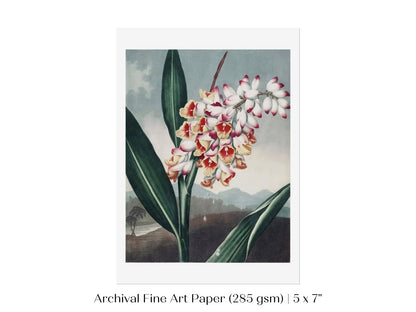Nodding Renealmia | P391 - Single Art Prints - Piccolo Fiore Prints