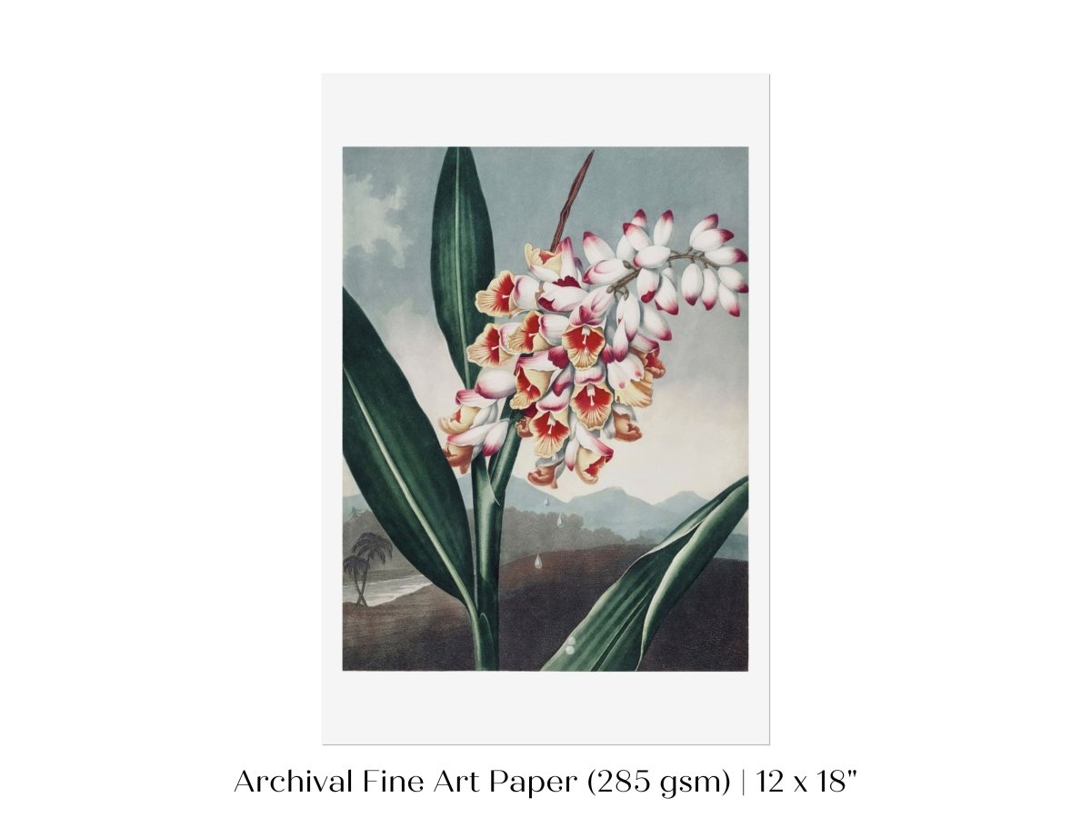Nodding Renealmia | P391 - Single Art Prints - Piccolo Fiore Prints