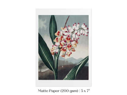 Nodding Renealmia | P391 - Single Art Prints - Piccolo Fiore Prints