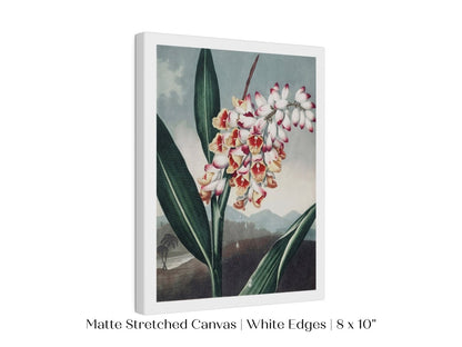 Nodding Renealmia | P391 - Single Art Prints - Piccolo Fiore Prints
