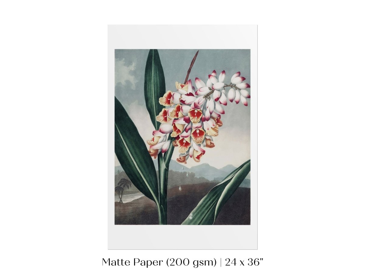 Nodding Renealmia | P391 - Single Art Prints - Piccolo Fiore Prints