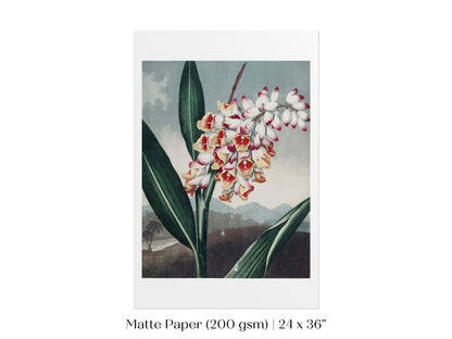 Nodding Renealmia | P391 - Single Art Prints - Piccolo Fiore Prints