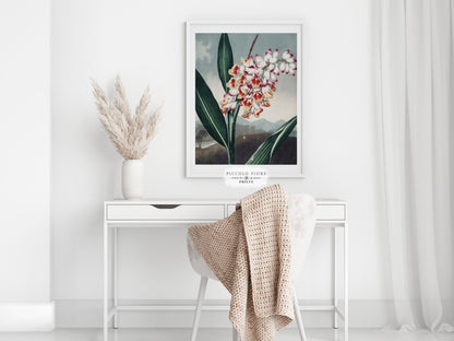 Nodding Renealmia | P391 - Single Art Prints - Piccolo Fiore Prints