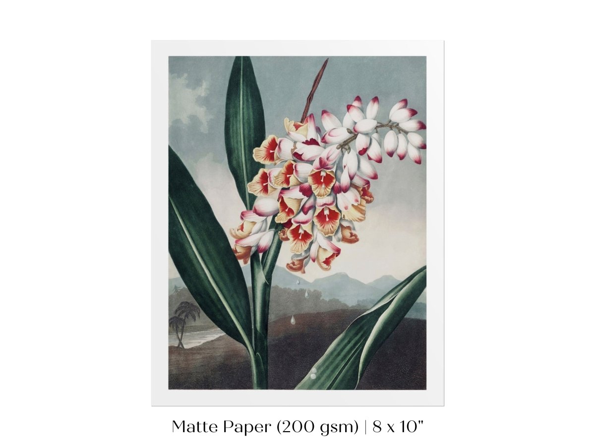 Nodding Renealmia | P391 - Single Art Prints - Piccolo Fiore Prints