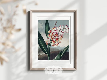 Nodding Renealmia | P391 - Single Art Prints - Piccolo Fiore Prints