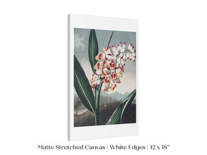 Nodding Renealmia | P391 - Single Art Prints - Piccolo Fiore Prints