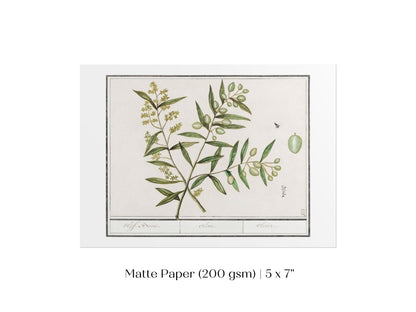 Olive Illustration | P344 - Single Art Prints - Piccolo Fiore Prints
