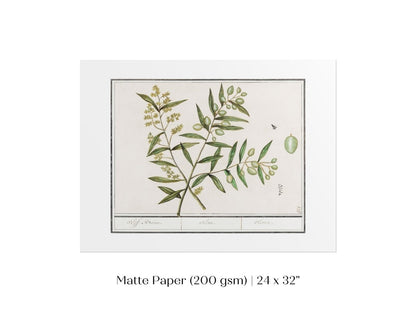 Olive Illustration | P344 - Single Art Prints - Piccolo Fiore Prints