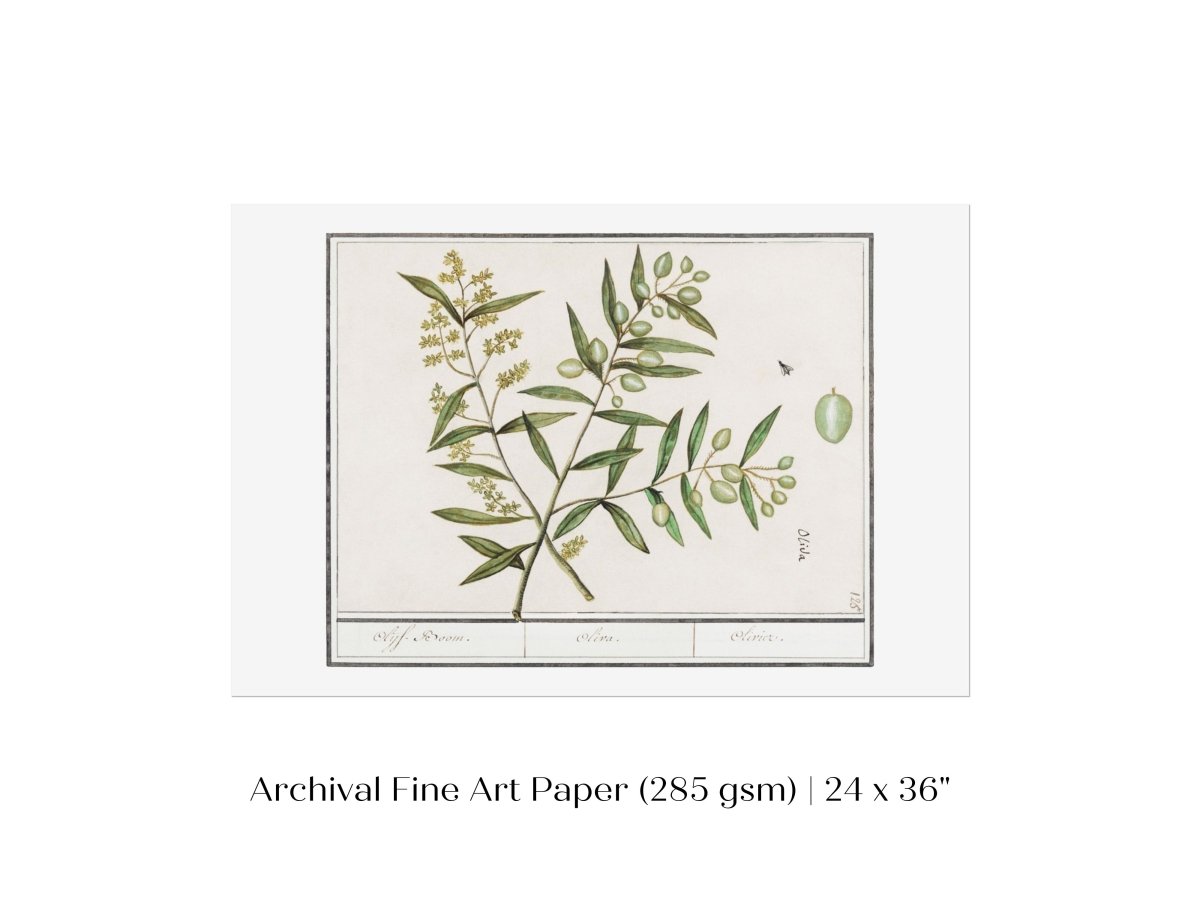 Olive Illustration | P344 - Single Art Prints - Piccolo Fiore Prints
