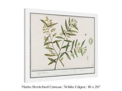 Olive Illustration | P344 - Single Art Prints - Piccolo Fiore Prints