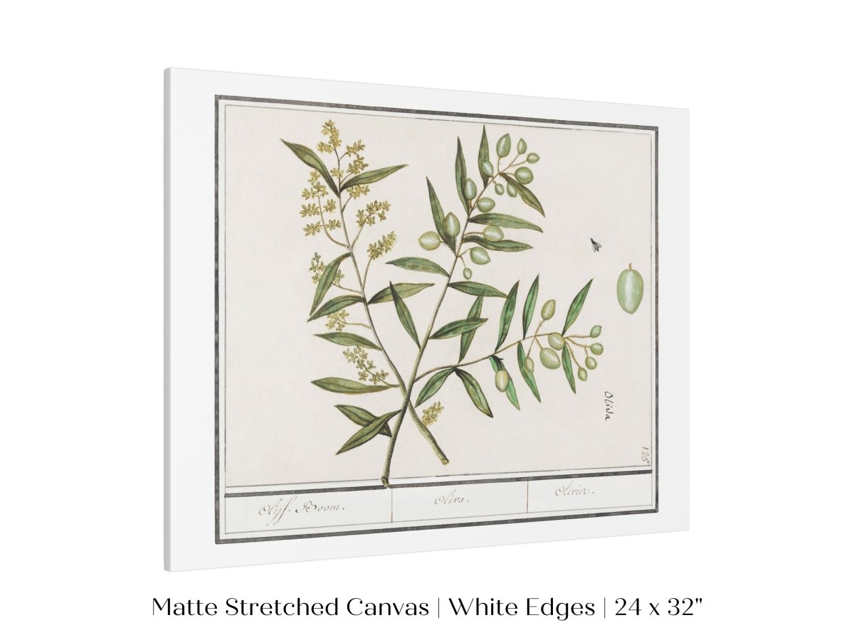 Olive Illustration | P344 - Single Art Prints - Piccolo Fiore Prints