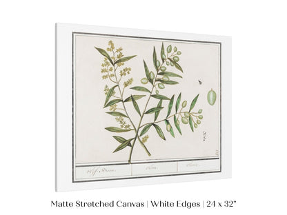 Olive Illustration | P344 - Single Art Prints - Piccolo Fiore Prints