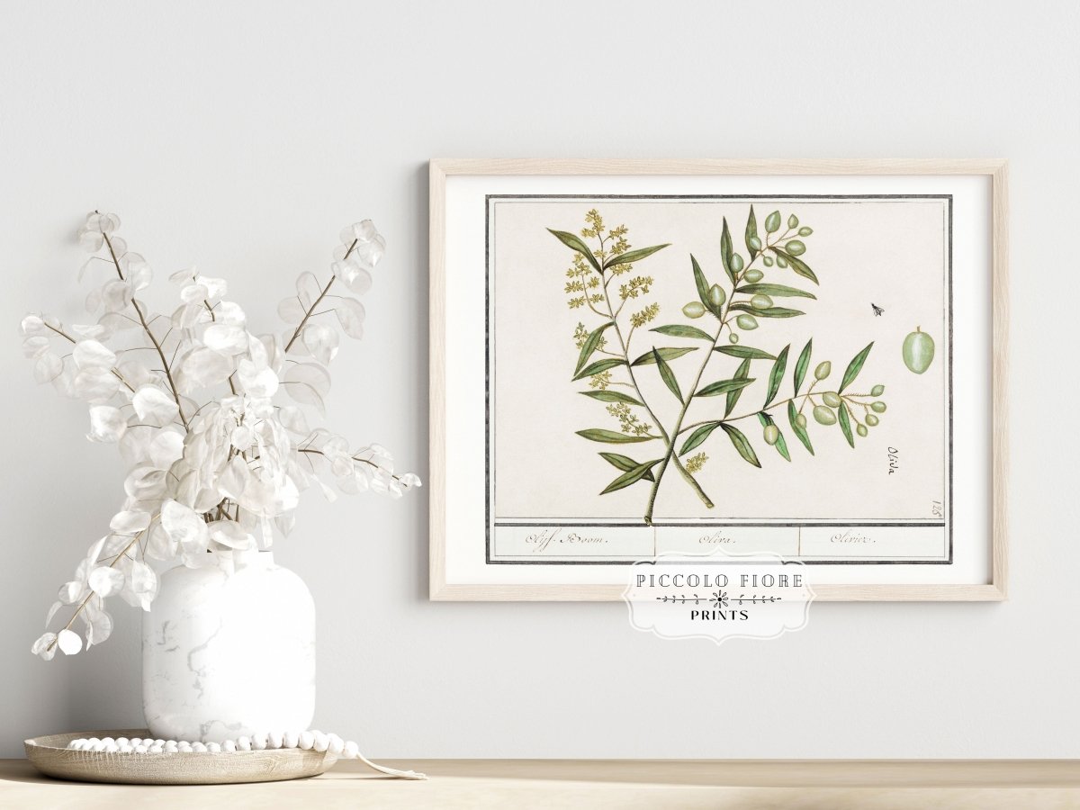 Olive Illustration | P344 - Single Art Prints - Piccolo Fiore Prints