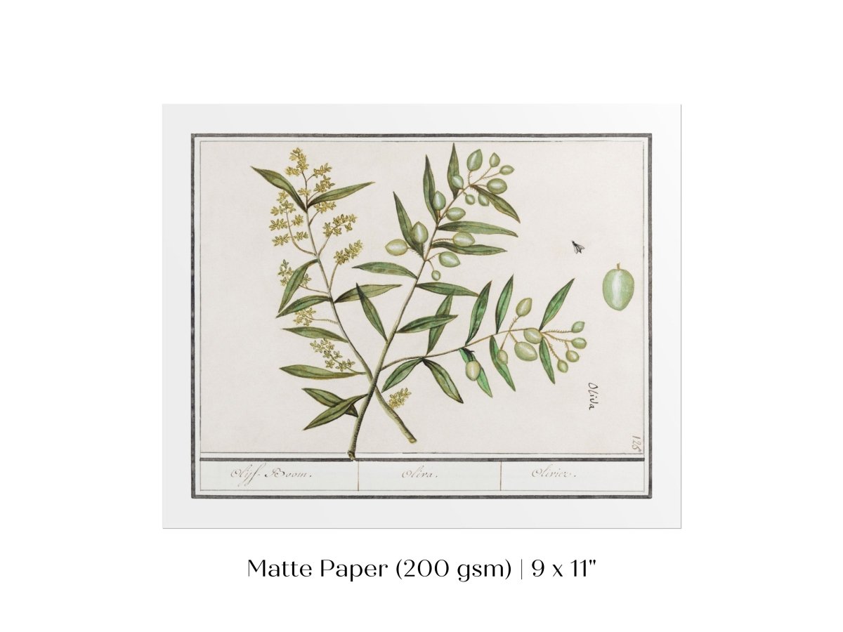 Olive Illustration | P344 - Single Art Prints - Piccolo Fiore Prints