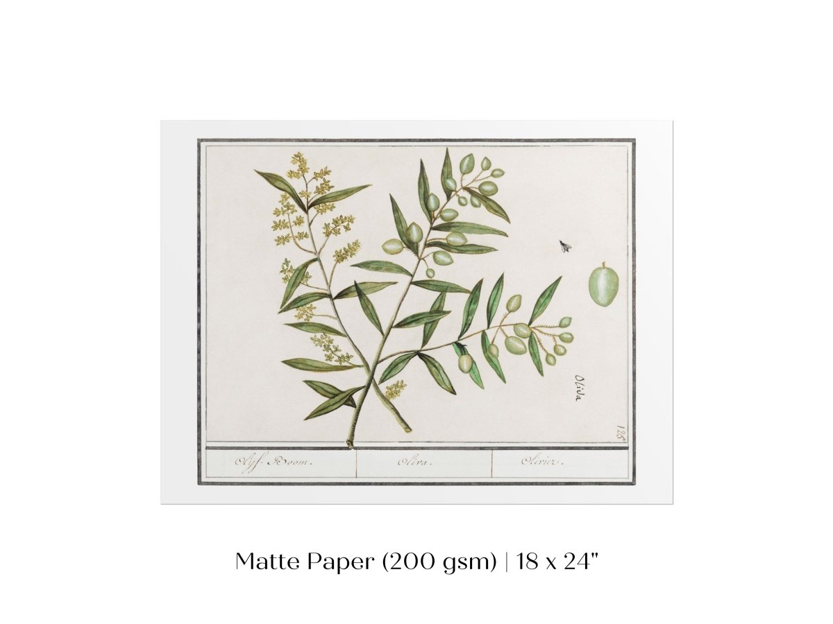Olive Illustration | P344 - Single Art Prints - Piccolo Fiore Prints