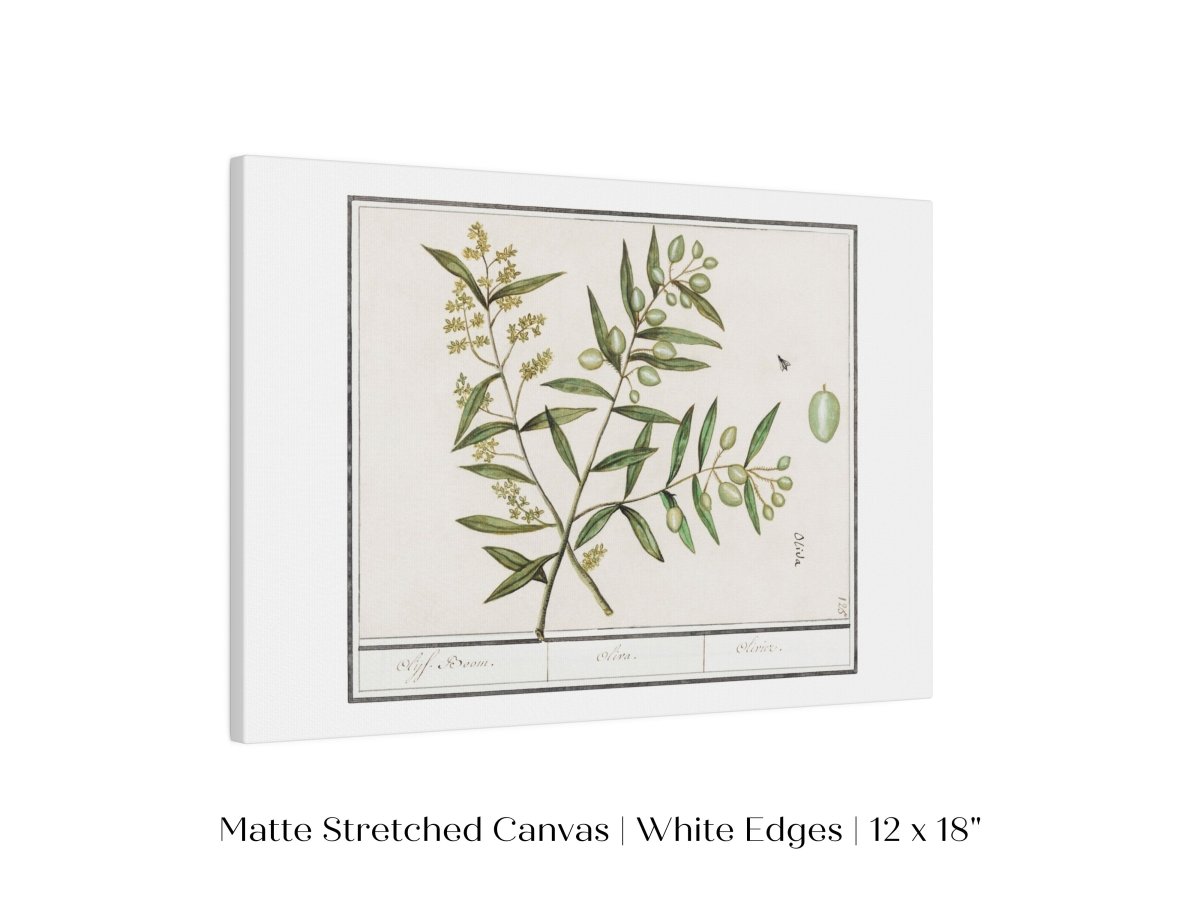 Olive Illustration | P344 - Single Art Prints - Piccolo Fiore Prints