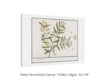 Olive Illustration | P344 - Single Art Prints - Piccolo Fiore Prints