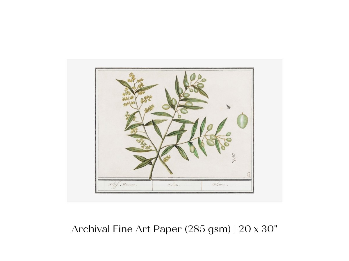 Olive Illustration | P344 - Single Art Prints - Piccolo Fiore Prints