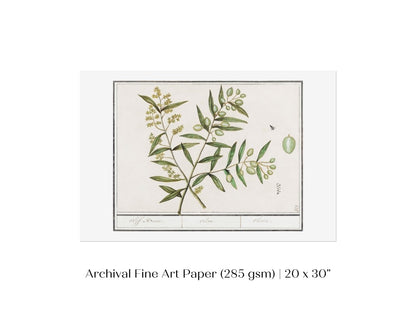 Olive Illustration | P344 - Single Art Prints - Piccolo Fiore Prints