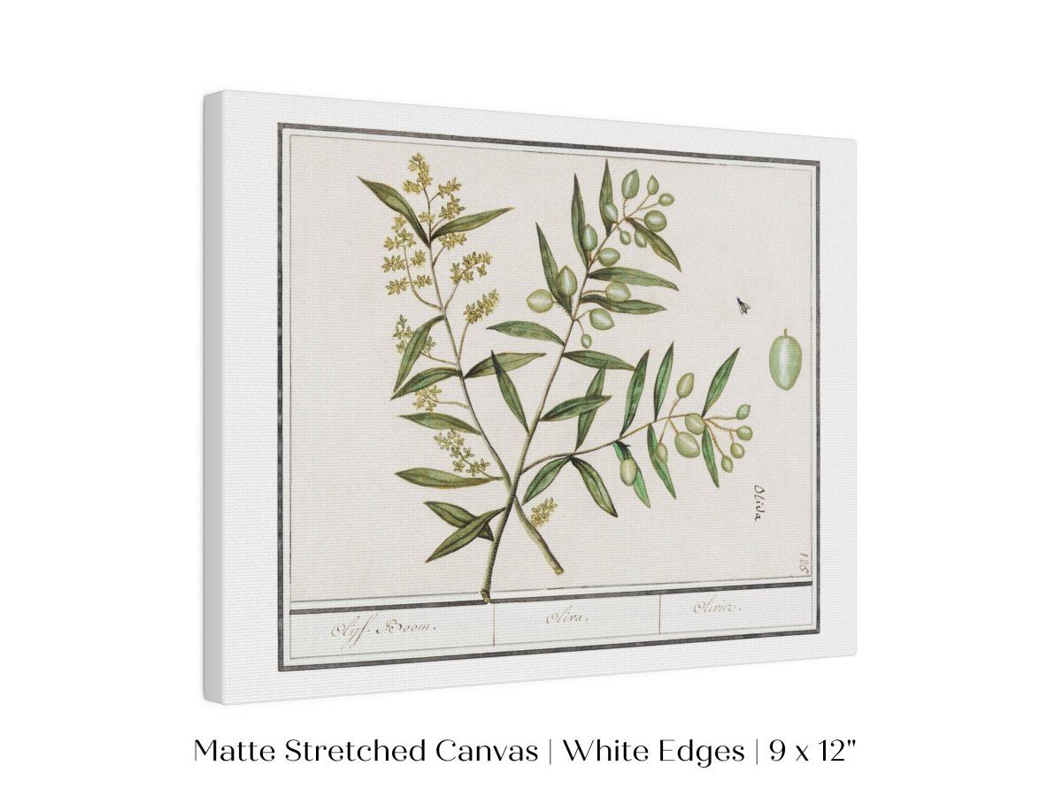 Olive Illustration | P344 - Single Art Prints - Piccolo Fiore Prints