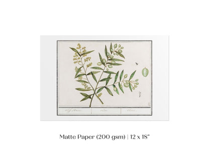 Olive Illustration | P344 - Single Art Prints - Piccolo Fiore Prints