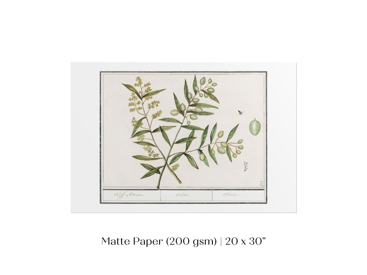 Olive Illustration | P344 - Single Art Prints - Piccolo Fiore Prints
