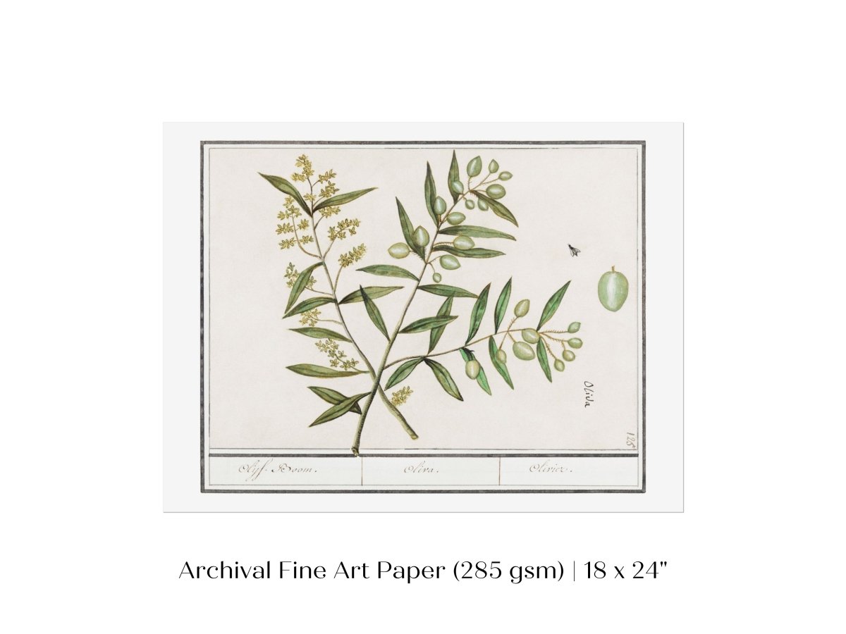 Olive Illustration | P344 - Single Art Prints - Piccolo Fiore Prints