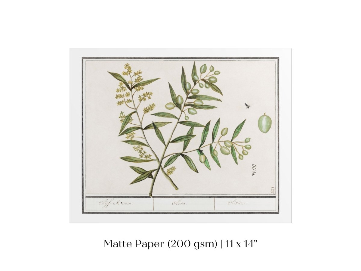 Olive Illustration | P344 - Single Art Prints - Piccolo Fiore Prints